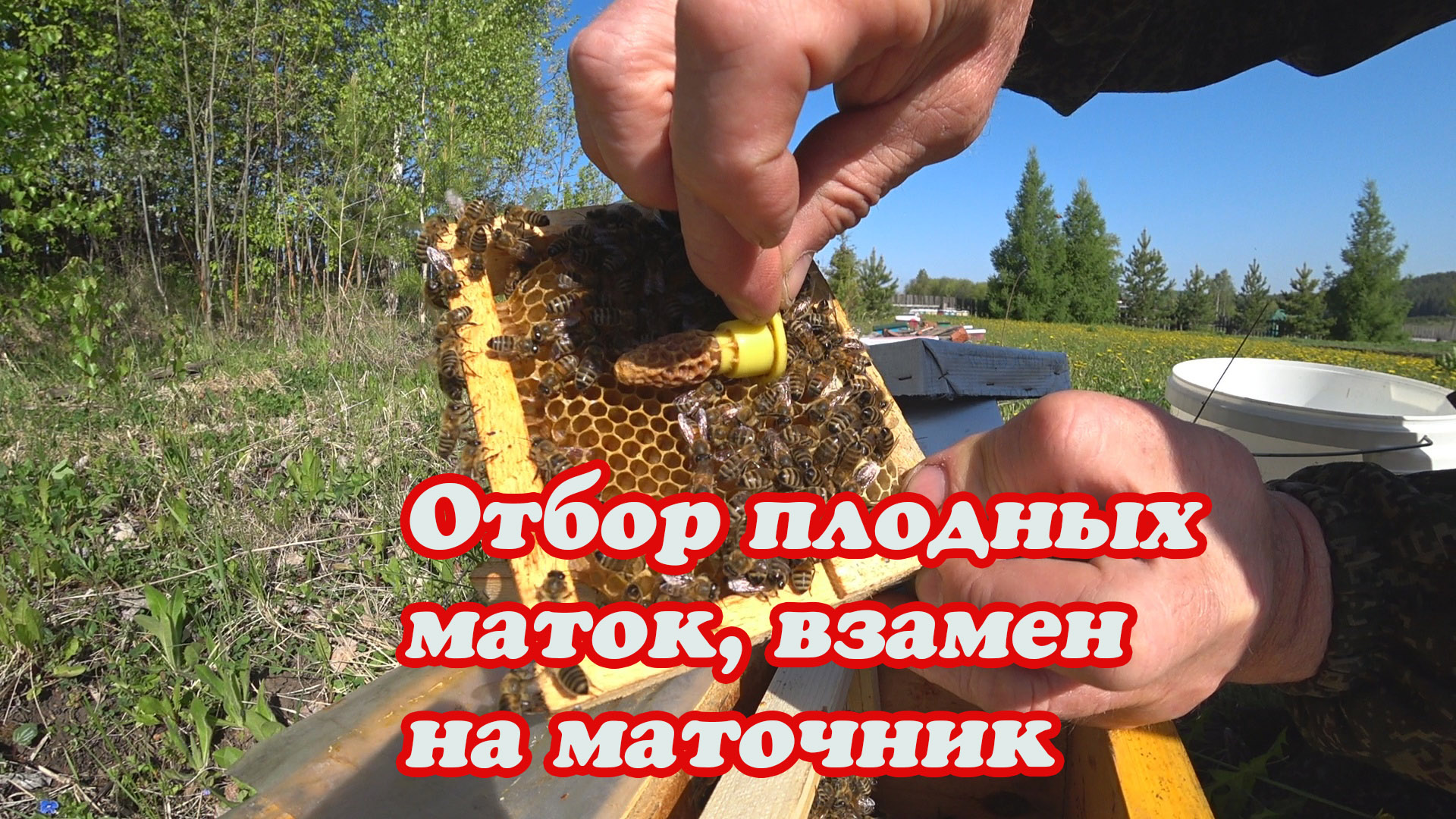 ОТБОР ПЛОДНЫХ МАТОК ИЗ НУКЛЕУСОВ, РАЗДАЧА ЗРЕЛЫХ МАТОЧНИКОВ НА ВЫХОДЕ. смотреть онлайн