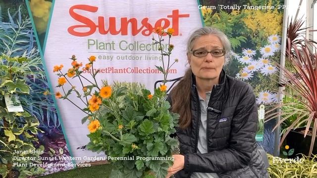 Geum 'Totally Tangerine' PP22041 смотреть онлайн