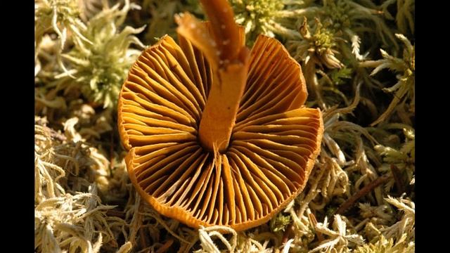 Cortinarius huronensis смотреть онлайн