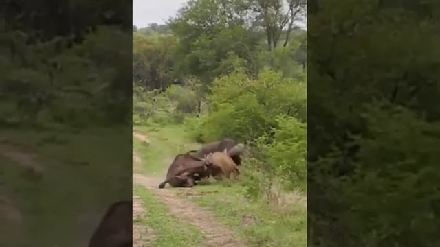 banteng vs singa#shotrs#animal смотреть онлайн