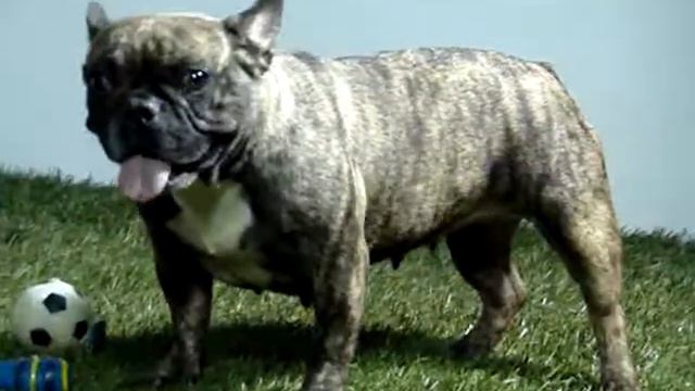 English Bulldog Breeder - Fantasy  - Http://www.bullcanes.net - Ceo@bullcanes.net