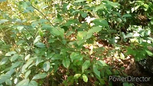 ТИХАЯ ОХОТА В ПОЛЬШЕ. СОБИРАЮ ГРИБЫ НА РАБОТЕ В ОБЕДЕННЫЙ ПЕРЕРЫВ. ОСТШЕШУВ ПОЛЬША. АВГУСТ. смотреть онлайн