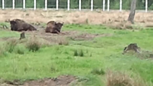Брест 2014. Беловежская пуща. Рено Клуб Беларусь смотреть онлайн