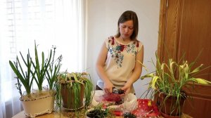 ЛУКОВИЦЫ после выгонки  Что делать? / Bulbs after forcing