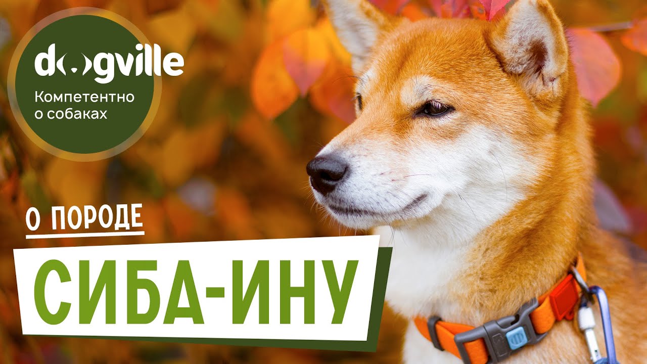Сиба-ину - О породе - Как выбрать щенка Сиба-ину? смотреть онлайн