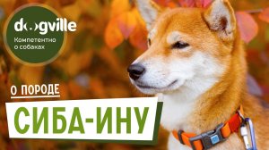 Сиба-ину - О породе - Как выбрать щенка Сиба-ину?