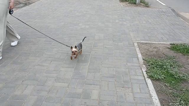 ОМСК УЛИЦА 2 ДАЧНАЯ/ОПЯТЬ ПО ПРОСЬБЕ ПОДПИСЧИКА