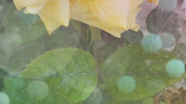 Flowers Love . FLOWERS GIF | FLOWERS