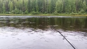 Рыбалка на бомбарду. Тест мух на хариуса. #хариус #бомбарда #рыбалка #мушки #обманка