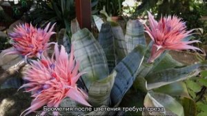 Бромелия — уход в домашних условиях, полив и размножение
