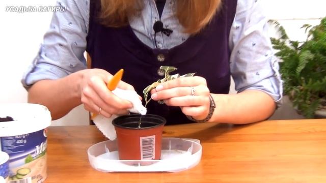 Посадка черенков фикуса Бенджамина.