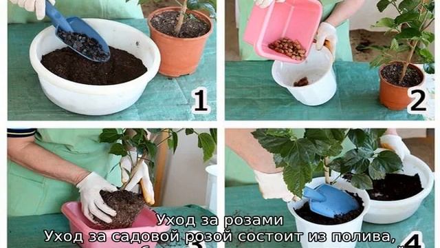 Ржавчина на розах: чем обрабатывать смотреть онлайн