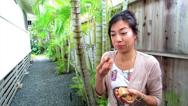 Sapodilla Chico Sapote смотреть онлайн