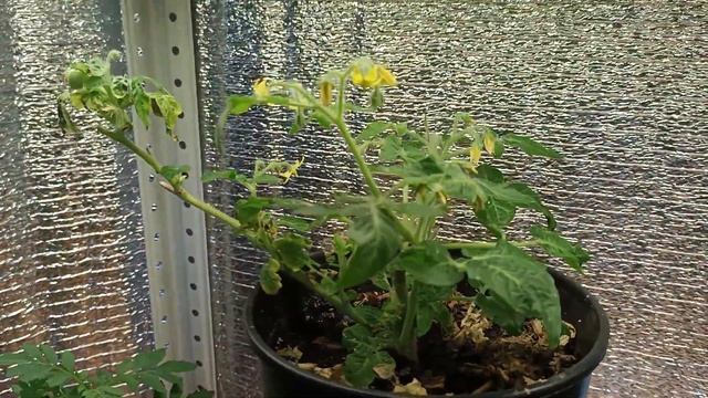 Обзор зимнего сада из цветов, ?, овощей и ягод. Как выросли карпы кои в 100л аквариуме за 2.5 месяц смотреть онлайн