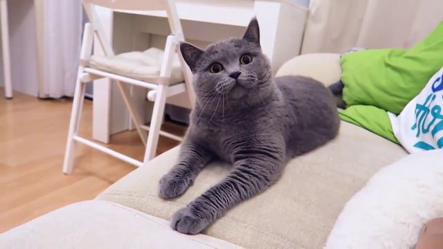 Как убрать Пуму с дивана? смотреть онлайн