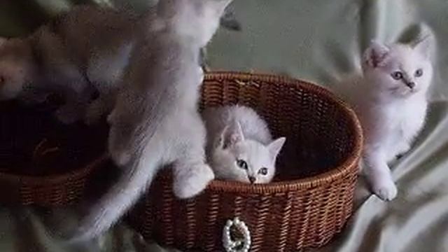 Британские Котята Серебро Шиншиллы смотреть онлайн