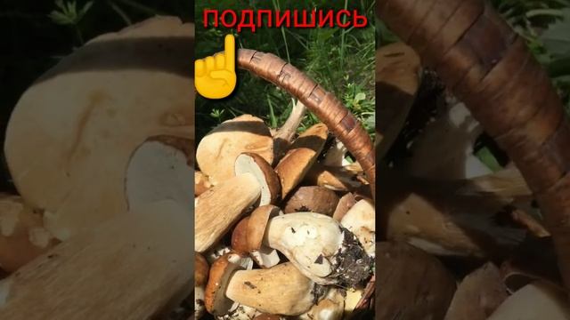Собирать грибы которые растут возле дороги,ни в коем случае нельзя!☝️ смотреть онлайн