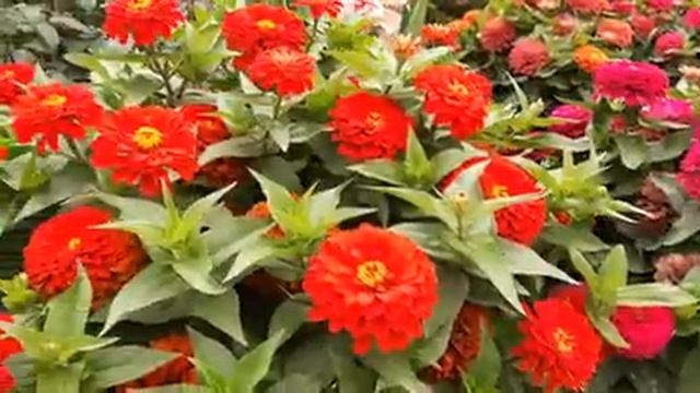 КРАСИВАЯ КЛУМБА ЦВЕТУЩАЯ ВСЕ ЛЕТО?СУПЕР клумба своими руками цветы.mp4