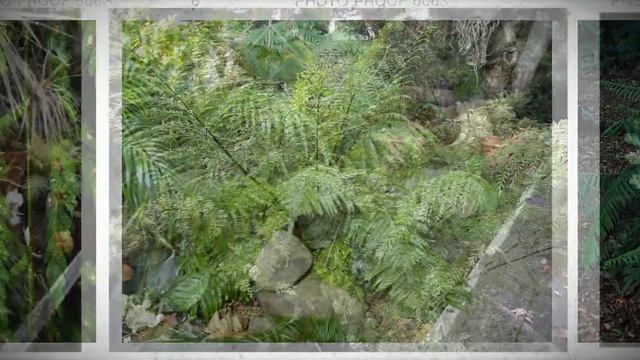 Асплениум луковиценосный (Asplenium bulbiferum) - травянистый листопадный папоротник смотреть онлайн