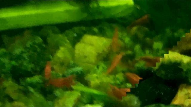 Креветочник. Холодное освещение. смотреть онлайн