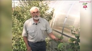 Яблоневый сад. Об уходе за яблонями в Сибири #urozhainye_gryadki