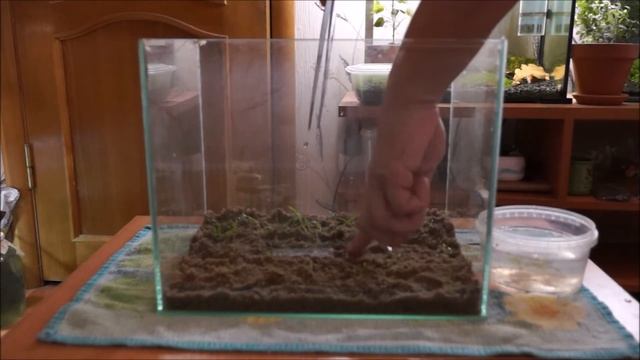 Запуск нано аквариума 15л смотреть онлайн