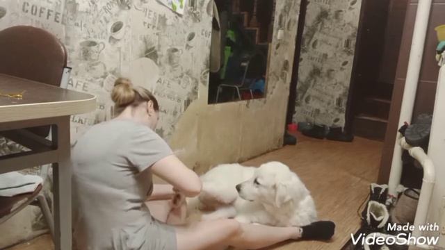 Привожу в порядок собак, купаю щенков, стригу больших. Маремма- Абруцкая овчарка пастушья. смотреть онлайн