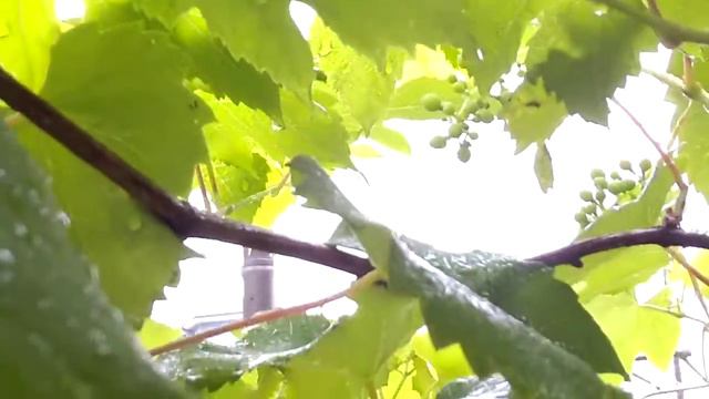 June 13, 2020 Saturday, Delaware grape смотреть онлайн