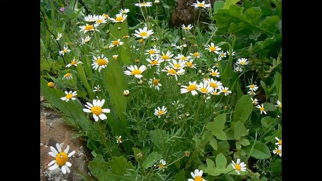 КЛАДАНТУС (CLADANTHUS) сем. Сложноцветные смотреть онлайн