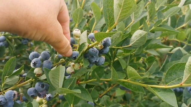 КАК ПЛОДОНОСИТ ГОЛУБИКА В ВОРОНЕЖЕ. Реальная картина. смотреть онлайн