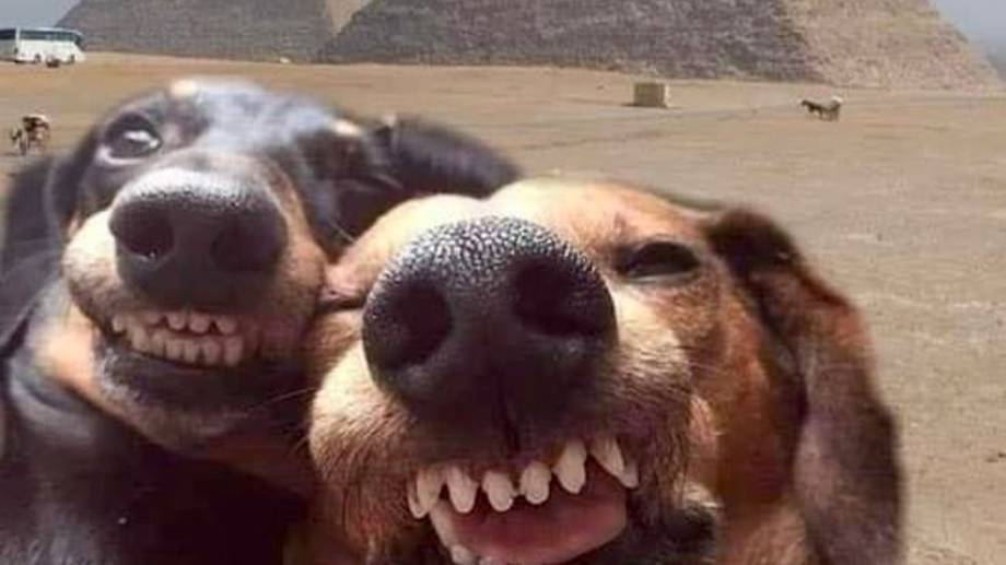 СМЕШНЫЕ.... ИЗ ИНЕТА!!! ПОДБОРКА * СМЕШНЫЕ ЖИВОТНЫЕ *! ЧАСТЬ 3. смотреть онлайн