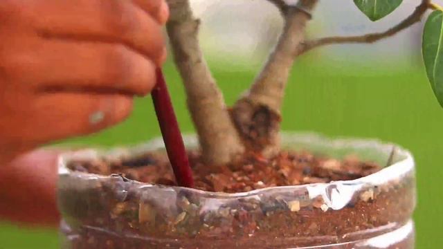 Twin Trunk Bonsai Works Tutorial смотреть онлайн
