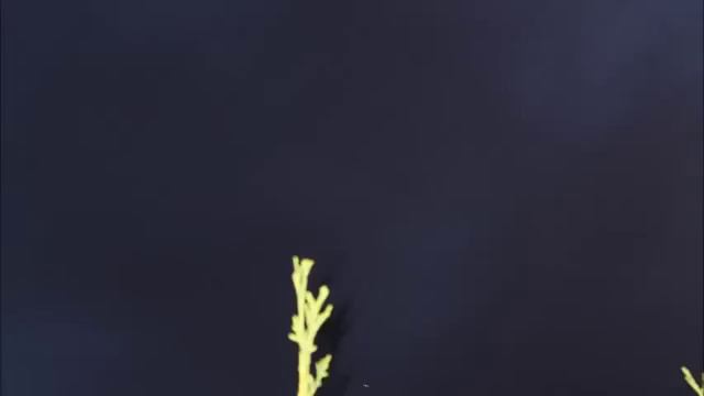 Лишь Тебе сокрытое известно. ПЛАХА 1 Омск. смотреть онлайн