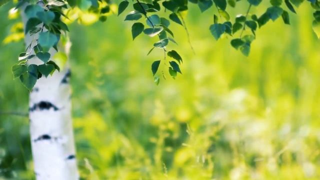 Relax nature sound 2h Расслабляющие звуки леса 2h смотреть онлайн