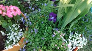 Мои композиции в одном кашпо из разных растений  Микс