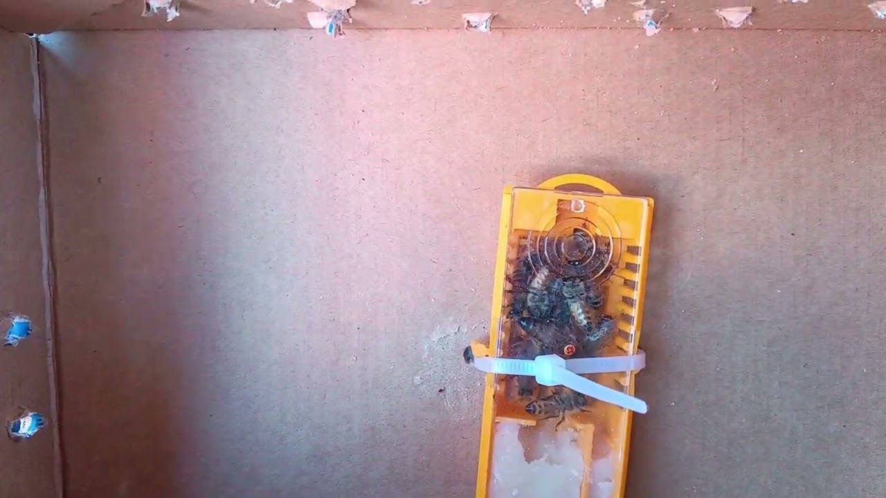 монтикола от Дмитрия Журавлева 23 мая 2024 г.