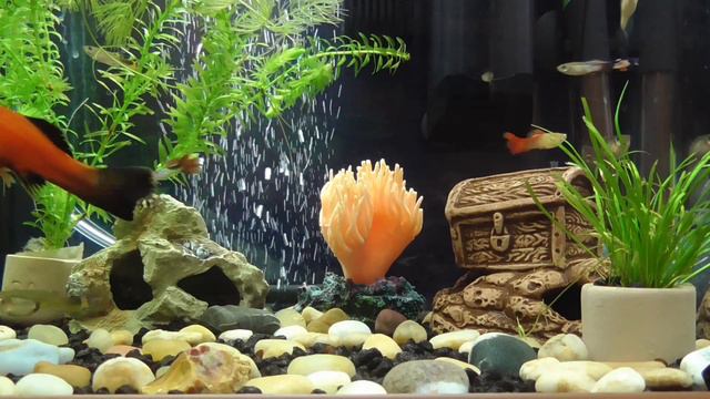 Хорошо живется рыбкам смотреть онлайн