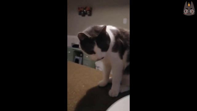 Cats Who Gag! (A Compilation) смотреть онлайн