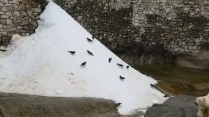 Московский зоопарк в октябре. Волки, коза, белые медведи, серые вороны.