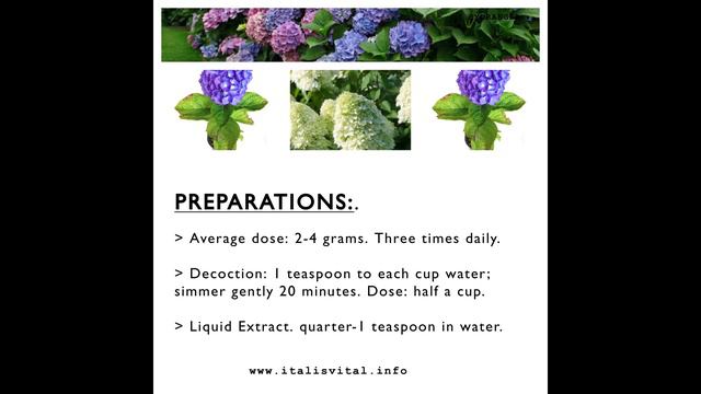 DR SEBI APPROVED - HYDRANDREA PLANT смотреть онлайн