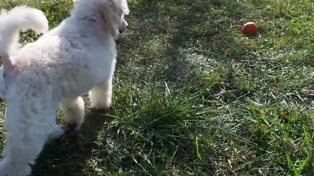 Ч: Игры будущей королевы (АТАМИ ЧАО БЕЛЛА), 10 недель смотреть онлайн