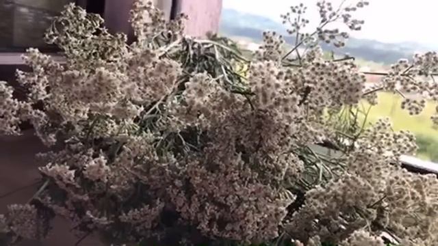 Тысячелистник - Суворовский лекарь! смотреть онлайн