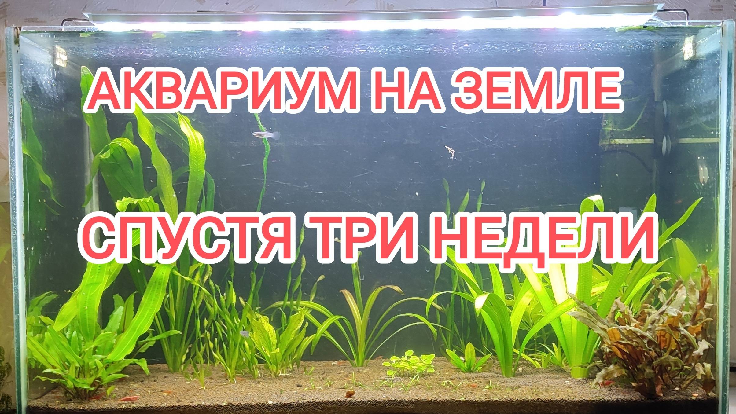 АКВАРИУМ НА ЗЕМЛЕ СПУСТЯ ТРИ НЕДЕЛИ. ЧТО С НИМ СТАЛО? "ЧАСТЬ 2" смотреть онлайн