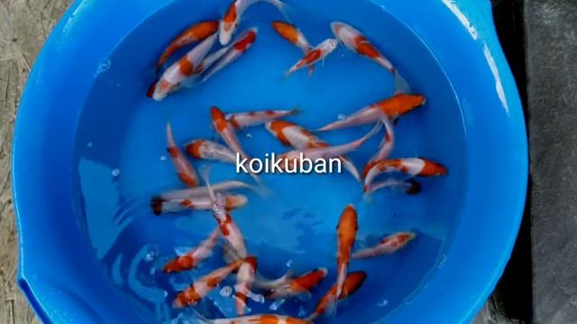 Карп кои породы Кохаку. 8-12см. смотреть онлайн