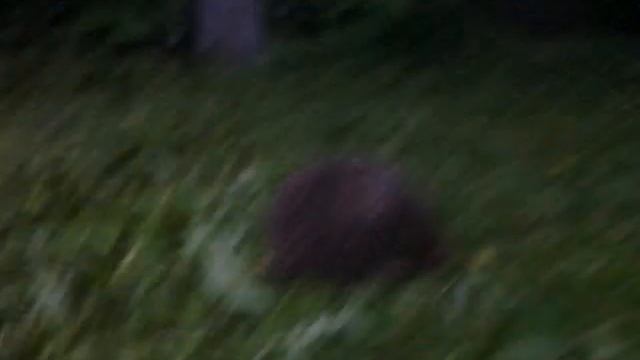 Еж для прополки травы))) смотреть онлайн