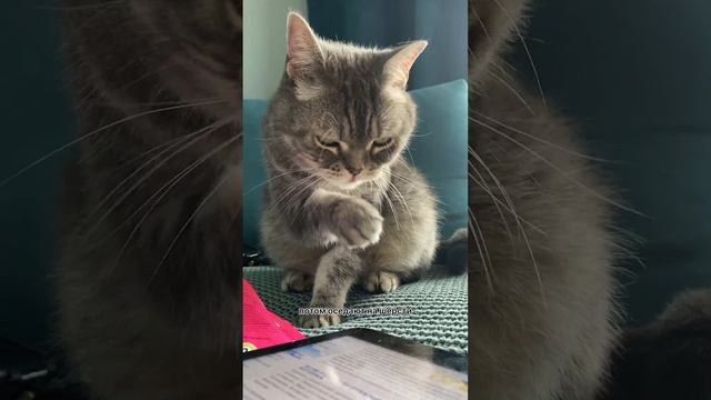 ЗАЧЕМ КУПАТЬ КОТИКОВ смотреть онлайн