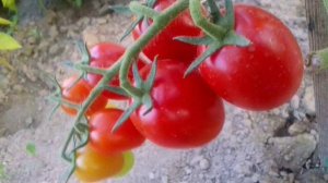 #Томаты_сорта_черри_Ира_от_агрофирмы_Партнёр