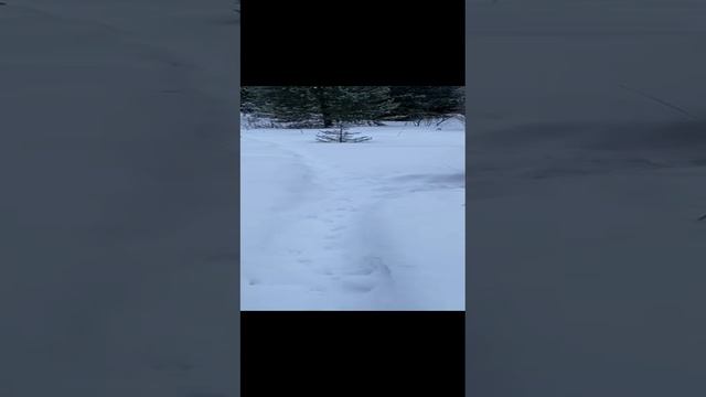 Вася и Салли в елочках