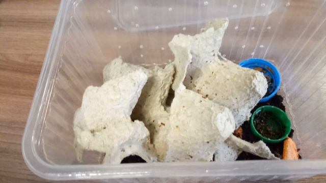 Мои домашние сверчки, уход и кормление. смотреть онлайн