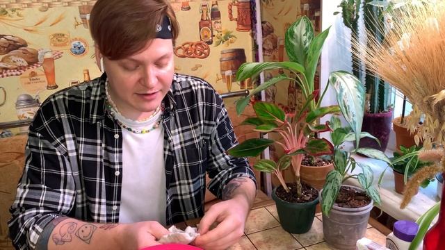 Аглаонема .Уход за аглаонемой. Мой опыт выращивания и мои секреты. смотреть онлайн